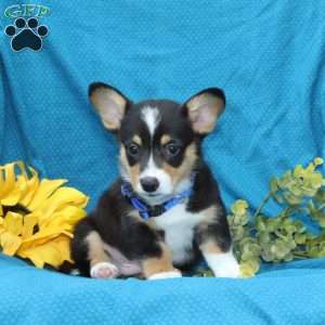 Pepper, Pembroke Welsh Corgi Puppy